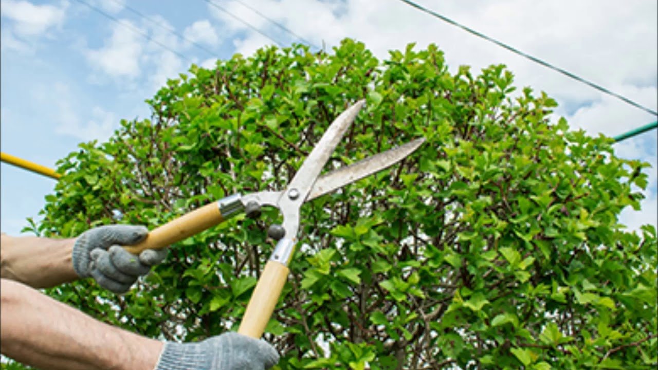 Tree Trimming Service